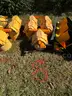 1 LARGE LOT of (57) Traffic Signal Lights