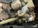 Collectibles: Decorative Stones &#x26; Rocks (SEP25-H022)