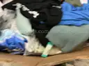 Apparel: &#x22;Clothes&#x22; (OCT25-0048)
