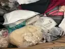 Apparel: &#x22;Clothes&#x22; (OCT25-0614)