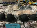 Apparel Clothes &#x26; Accessories &#x201C;Victoria secret products&#x201D; (OCT25-H041)