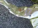 (47) USED GOLD HOLIDAY DECORATION BOWS
