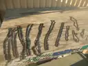 USED (11) CHAINSAW CHAINS RANGING FROM 26&#x22; TO 15&#x22; L