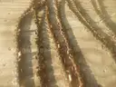 USED (11) CHAINSAW CHAINS RANGING FROM 26&#x22; TO 15&#x22; L