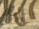 USED (11) CHAINSAW CHAINS RANGING FROM 26&#x22; TO 15&#x22; L