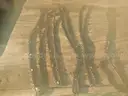 USED (11) CHAINSAW CHAINS RANGING FROM 26&#x22; TO 15&#x22; L