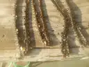 USED (11) CHAINSAW CHAINS RANGING FROM 26&#x22; TO 15&#x22; L