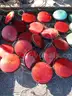 BATCH OF (38) USED TRAFFIC LIGHTS