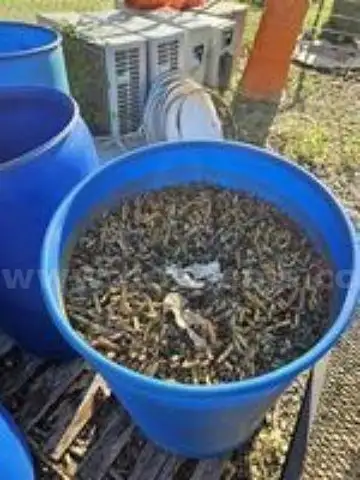 BRASS AMMUNITION SHELLS IN A BARREL ON A PALLET