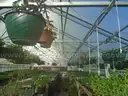Greenhouse