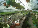 Greenhouse