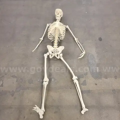 1 UNM Skeleton
