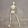1 UNM Skeleton