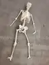 1 UNM Skeleton