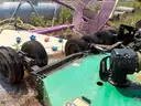 2020 Land Pride Bush Hog