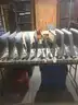 Lot 22 - 10 iMac All-In-One Desktop Computers - 150lbs