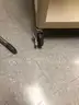 Utility Cart