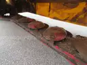 Pottinger Flail Mower