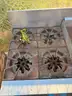 Comstock-Castle Commercial Stove - Gas