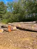 LOT of Approx. 100, 12&#x27; clear cut logs, mainly pine, but some hardwoods