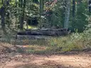 LOT of Approx. 100, 12&#x27; clear cut logs, mainly pine, but some hardwoods