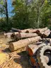 LOT of Approx. 100, 12&#x27; clear cut logs, mainly pine, but some hardwoods