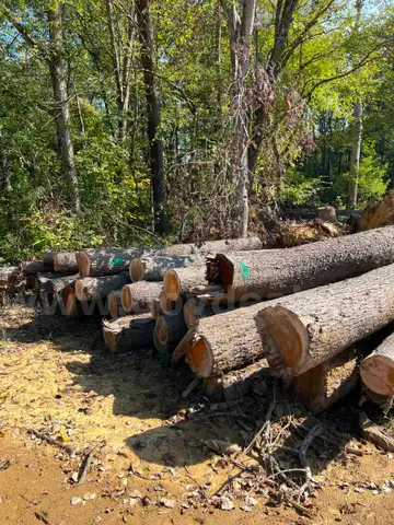 LOT of Approx. 100, 12&#x27; clear cut logs, mainly pine, but some hardwoods