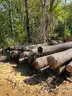 LOT of Approx. 100, 12&#x27; clear cut logs, mainly pine, but some hardwoods