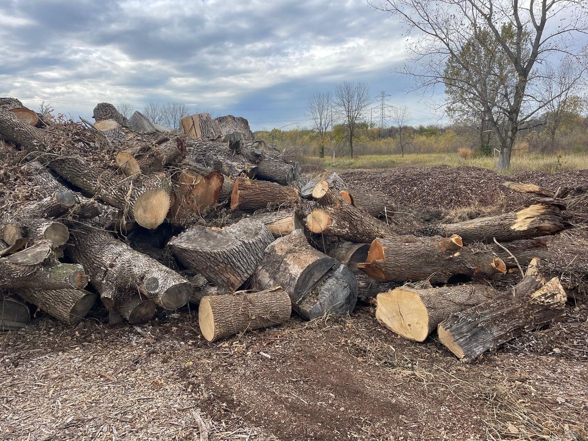 Firewood logs | GovDeals