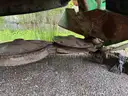 Frontier DM1150 Disc Mower