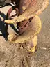 Post hole digger  PTO