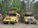 Lot of Junk/Scrap School Buses (56 Total)