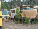 Lot of Junk/Scrap School Buses (56 Total)