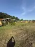 Lot of Junk/Scrap School Buses (107 Total)