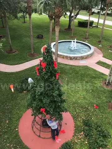 Christmas Tree For Sale (Large Tree)