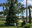 Christmas Tree For Sale (Large Tree)