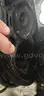 2016 Twin Evinrude Outboard Engines