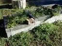 Pavers, Bricks and Metal Raised Bed Planters