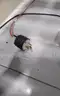 Speedo 2200 Forms cutter By: Spedo USA
