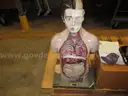 Skelton and 2 Anatomy Mannequins
