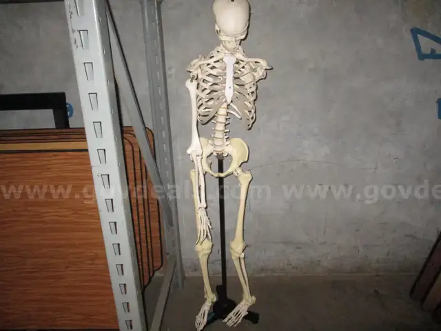 Skelton and 2 Anatomy Mannequins