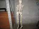 Skelton and 2 Anatomy Mannequins