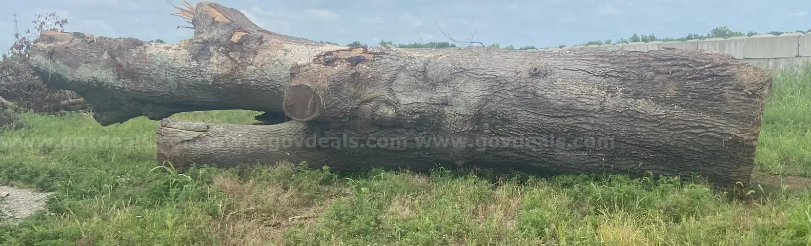 Oak Butt Log Approx. 5&#x27; x 15&#x27;