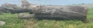 Oak Butt Log Approx. 5&#x27; x 15&#x27;