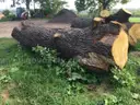 2 Large Pieces of English Oak Logs