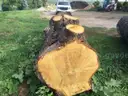 2 Large Pieces of English Oak Logs