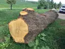 2 Large Pieces of English Oak Logs