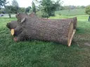 2 Large Pieces of English Oak Logs