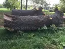 2 Large Pieces of English Oak Logs