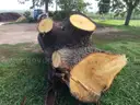 2 Large Pieces of English Oak Logs